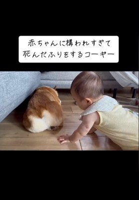 いなりくんと赤ちゃん