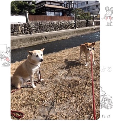 外で並ぶ2匹の犬