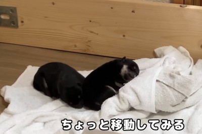移動する赤ちゃん犬