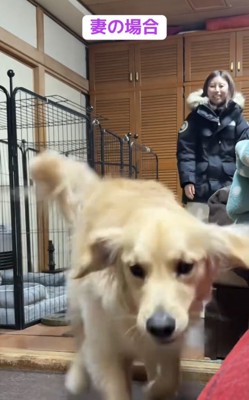 走り出してくる犬