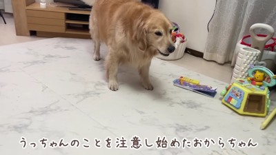 おからちゃんが立ち上がった!