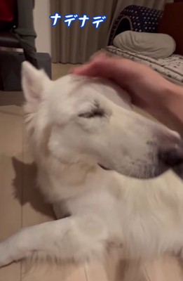 目をつぶっている大型犬の頭にママさんの手