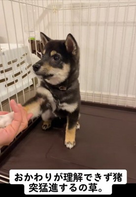 芸の練習中のもずくちゃん3