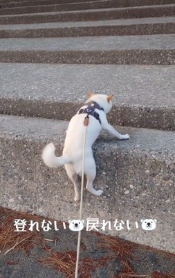 動けないワンコ