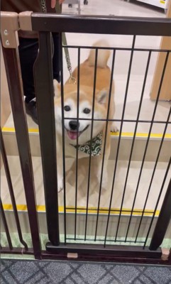 サロンに預けられる豆助座衛門くん