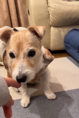 匂いを嗅ぐミントちゃん