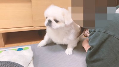 しぶしぶ出てきたぷんちくん