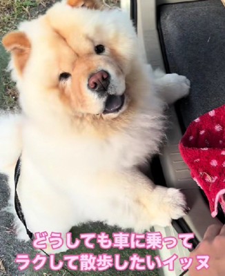 「歩いていく？」