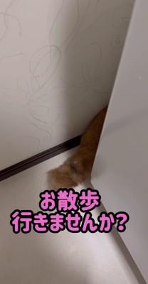 洗濯機の裏から出ている尻尾アップ