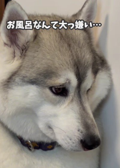 「もう絶対お風呂には入らない…」