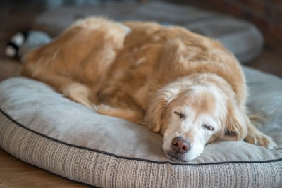 ベッドでお昼寝する高齢犬