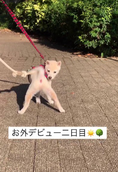 グラビアアイドルみたい…!