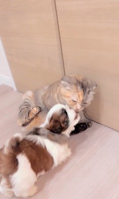赤ちゃん犬と猫のふれあい8