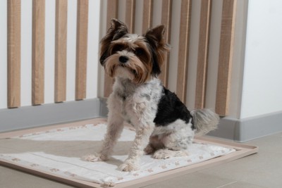 トイレに座る犬