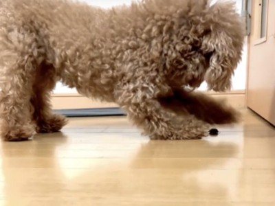 床を掘り続ける犬