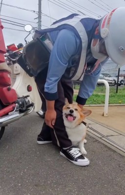 嬉しそうな犬