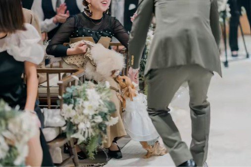 きなこちゃんがリングドッグに挑戦7