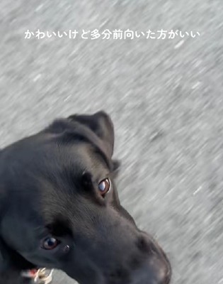 ずっと見つめてくる…！