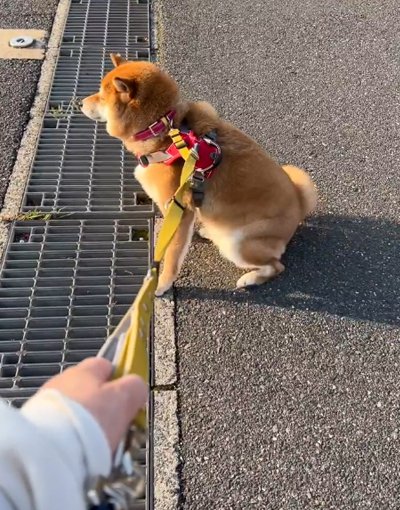 お世話になった先生を待つ犬