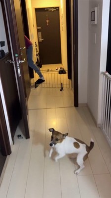 廊下で飛び跳ねる犬
