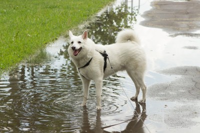 水溜まりに足を入れる犬