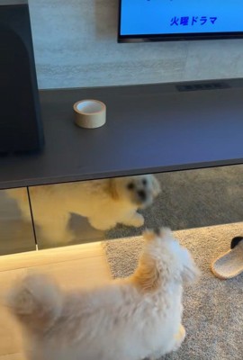 ガムテープを取りたいぬい君6