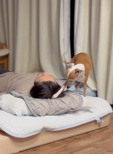 仰向けの男性の枕元に立って前脚で男性の髪を触るイタリアングレーハウンド