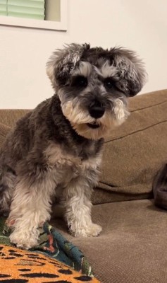 ぺぺ君が注意された時の反応6