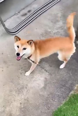 笑顔で飼い主さんを見るコロくん