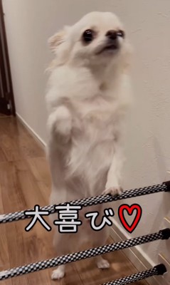 立ち上がってお出迎え