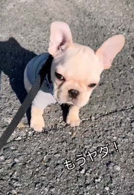 座り込む子犬
