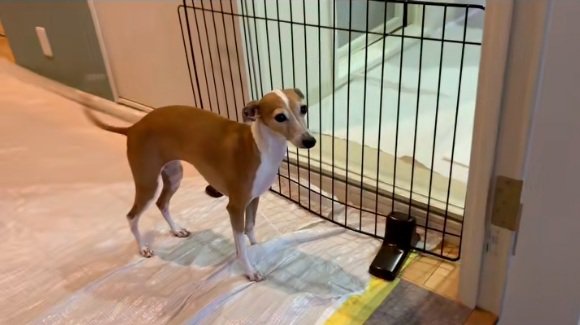 悲しそうなことちゃん