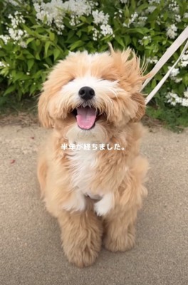 笑顔の子犬