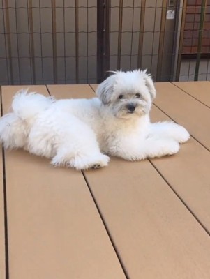 ぼさぼさのぽんずくん