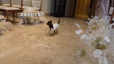 戸惑ってキョロキョロ…