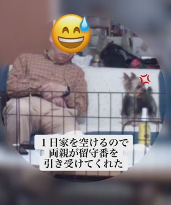 両親に犬を預けたら…