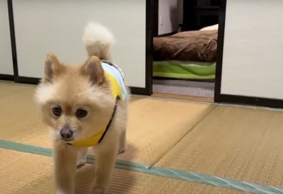 ふすまから入ってくる犬1:43