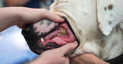 犬の歯を見る獣医