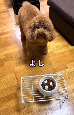 よしと言われたいっきゅうくん