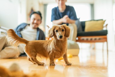 室内で遊ぶ犬と男性