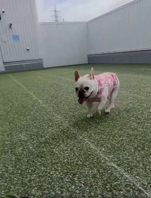 笑顔のアビーちゃん