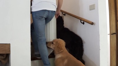 飼い主さんは洗濯物を干しに2階へ
