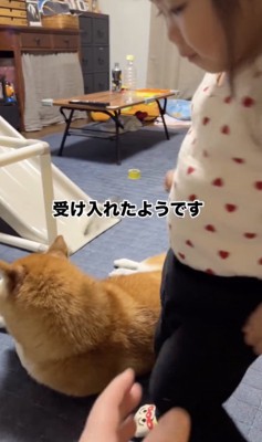 優しさあふれる柴犬、ごまちゃん