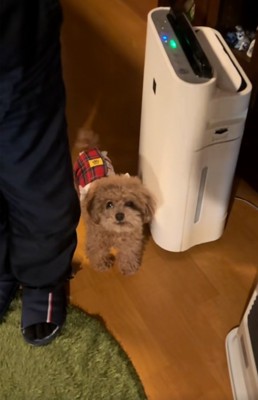 止まるボムさん