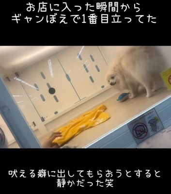 ギャン吠えで目立っていたそう