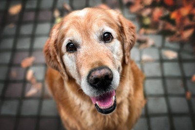見上げる笑顔の老犬