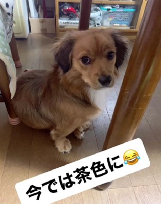 黒は耳だけに…