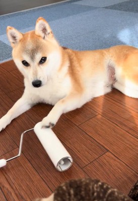 コロコロを要求するクウちゃん