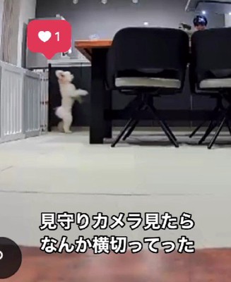 なぜか二足歩行！