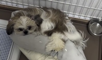 ベッドに寝る犬